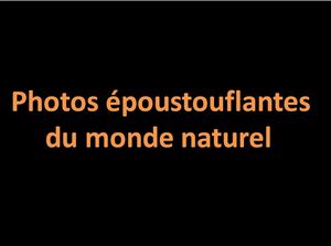 photos_epoustouflantes_du_monde_naturel_pancho