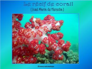 le_recif_de_corail_papiniel