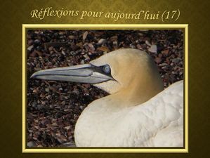 reflexions_pour_aujourd_hui_17_reginald_day