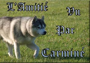 l_amitie_vu_par_carmine