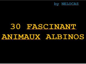 30_fascinants_animaux_albinos_nelocas