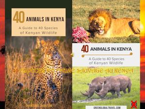 40_especes_de_faune_sauvage_au_kenya_roland