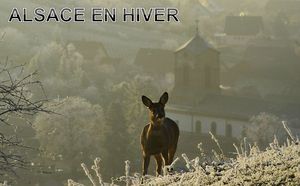 alsace_en_hiver