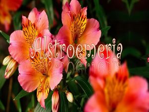 alstroemeria__gilianne