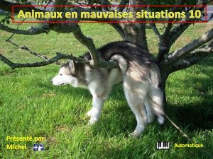 animaux_en_mauvaises_situations_10_michel