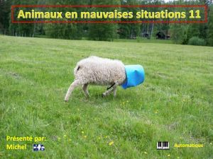 animaux_en_mauvaises_situations_11_michel