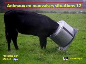 animaux_en_mauvaises_situations_12_michel_