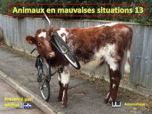 animaux_en_mauvaises_situations_13_michel