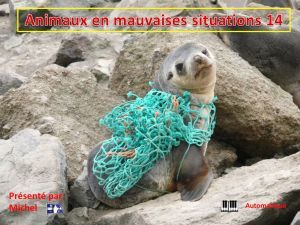 animaux_en_mauvaises_situations_14__michel