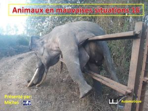 animaux_en_mauvaises_situations_16__michel