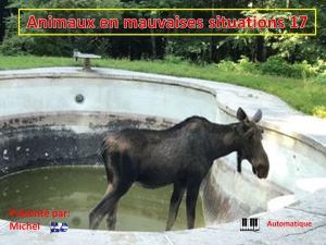 animaux_en_mauvaises_situations_17__michel