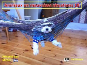 animaux_en_mauvaises_situations_18_michel