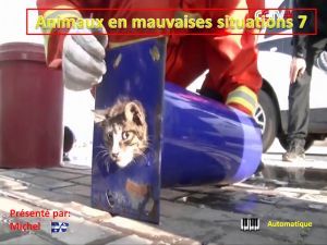 animaux_en_mauvaises_situations_7_michel