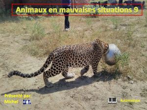 animaux_en_mauvaises_situations_9_michel