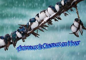 animaux_et_oiseaux_en_hiver_stellinna