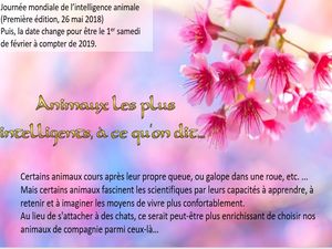 animaux_intelligents_phil_v