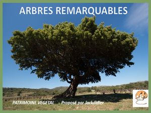 arbres_remarquables__patrimoine_vegetal__jackdidier