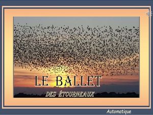 ballet_des_etourneaux__gilianne