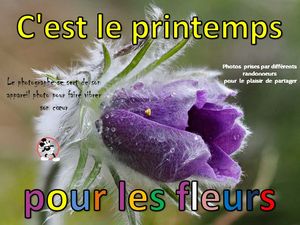 c_est_le_printemps_pour_les_fleurs__roland