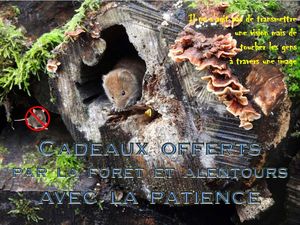 cadeaux_offerts_par_la_foret_et_la_patience__roland
