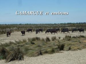 camargue_et_environs