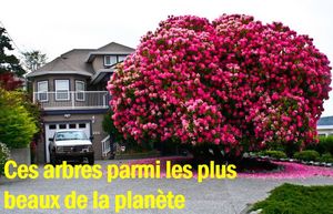 ces_arbres_parmis_les_plus_beaux_de_la_panete_mauricette3