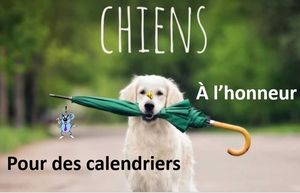 chiens_a_l_honneur_pour_des_calendriers_roland