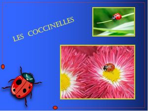 coccinelles