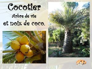 cocotier_et_noix_de_coco__p_sangarde
