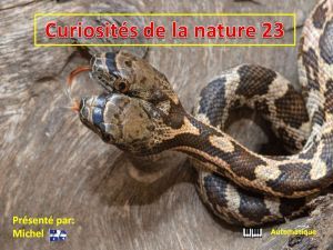 curiosites_de_la_nature_23_michel