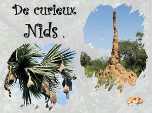 de_curieux_nids__p_sangarde