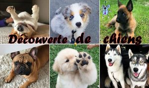 decouverte_de_chiens_roland