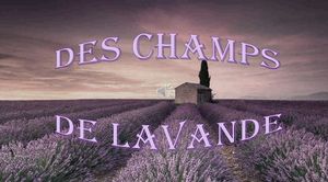 des_champs_de_lavande_gilianne