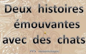 deux_histoires_emouvantes_avec_des_chats_roland