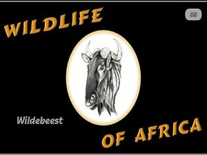 faune_d_afrique_gnou_steve