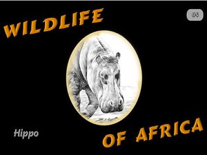 faune_d_afrique_hippopotame_steve