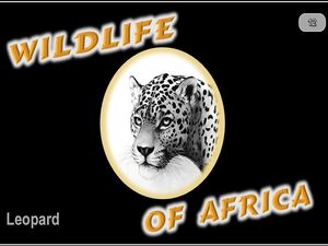 faune_d_afrique_leopard_steve