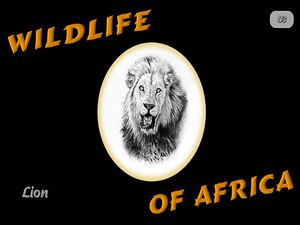 faune_d_afrique_lion_steve