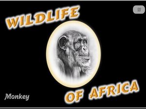 faune_d_afrique_singe_steve