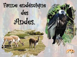 faune_endemique_des_andes__p_sangarde