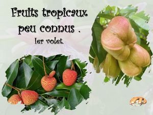 fruits_tropicaux_volet_1__p_sangarde