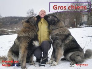 gros_chiens_michel