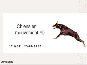 hr368_chiens_en_mouvement_riquet77570