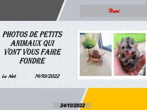 hr545_photos_de_petits_animaux_qui_vont_vous_faire_riquet77570