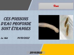 hr546_ces_poissons_d_eau_profonde_sont_etranges_riquet77570