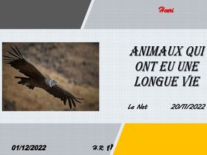 hr583_animaux_qui_ont_eu_une_longue_vie_riquet77570