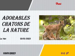 hr618_adorables_chatons_de_la_nature_riquet77570