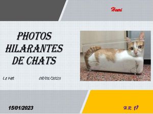 hr624_photos_hilarantes_de_chats_riquet77570