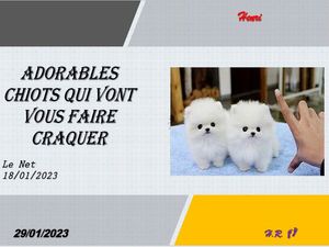 hr638_adorables_chiots_qui_vont_vous_faire_craquer_riquet77570