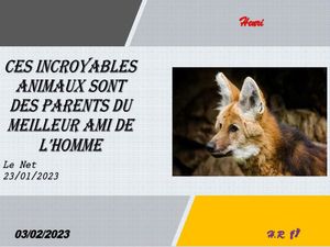 hr643_ces_incroyables_animaux_sont_des_parents_du_meilleur_riquet77570